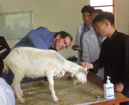 Training goats Korea
